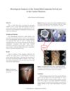 Histological Analysis of the Vented BioComposite SwiveLock® in the Canine Humerus